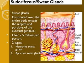 Sudoriferous/Sweat Glands Sweat glands. Distributed over the entire body except the nipples and portions of the external genitalia. Over 2.5 million per person. 2 types: Merocrine sweat glands Apocrine sweat glands 