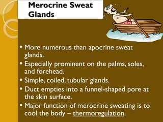 Merocrine Sweat Glands More numerous than apocrine sweat glands. Especially prominent on the palms, soles, and forehead. Simple, coiled, tubular glands. Duct empties into a funnel-shaped pore at the skin surface. Major function of merocrine sweating is to cool the body –  thermoregulation . 