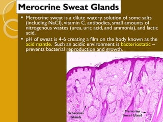 Merocrine Sweat Glands Merocrine sweat is a dilute watery solution of some salts (including NaCl), vitamin C, antibodies, small amounts of nitrogenous wastes (urea, uric acid, and ammonia), and lactic acid. pH of sweat is 4-6 creating a film on the body known as the  acid mantle .  Such an acidic environment is  bacteriostatic  – prevents bacterial reproduction and growth. 