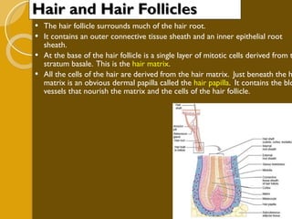Hair and Hair Follicles The hair follicle surrounds much of the hair root. It contains an outer connective tissue sheath and an inner epithelial root sheath. At the base of the hair follicle is a single layer of mitotic cells derived from the stratum basale.  This is the  hair matrix . All the cells of the hair are derived from the hair matrix.  Just beneath the hair matrix is an obvious dermal papilla called the  hair papilla .  It contains the blood vessels that nourish the matrix and the cells of the hair follicle. 