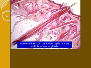Notice the hair shaft, hair follicle, papilla, and the multiple sebaceous glands. 