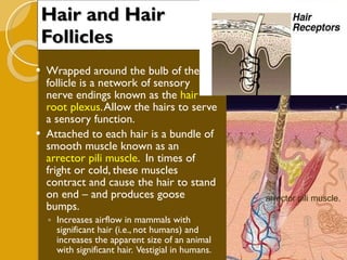 Hair and Hair Follicles Wrapped around the bulb of the follicle is a network of sensory nerve endings known as the  hair root plexus . Allow the hairs to serve a sensory function. Attached to each hair is a bundle of smooth muscle known as an  arrector pili muscle .  In times of fright or cold, these muscles contract and cause the hair to stand on end – and produces goose bumps. Increases airflow in mammals with significant hair (i.e., not humans) and increases the apparent size of an animal with significant hair.  Vestigial in humans. arrector pili muscle.  