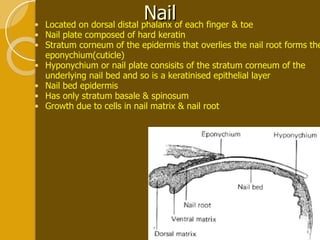 Nail Located on dorsal distal phalanx of each finger & toe Nail plate composed of hard keratin Stratum corneum of the epidermis that overlies the nail root forms the eponychium(cuticle) Hyponychium or nail plate consisits of the stratum corneum of the underlying nail bed and so is a keratinised epithelial layer Nail bed epidermis Has only stratum basale & spinosum Growth due to cells in nail matrix & nail root 