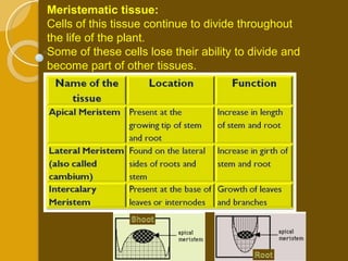 Meristematic tissue:   Cells of this tissue continue to divide throughout the life of the plant.  Some of these cells lose their ability to divide and become part of other tissues. 