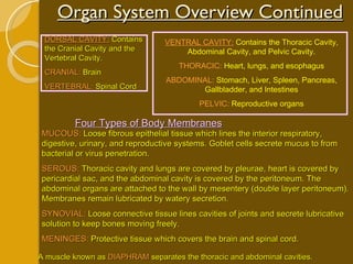 Organ System Overview Continued DORSAL CAVITY:  Contains the Cranial Cavity and the Vertebral Cavity. CRANIAL:  Brain VERTEBRAL:  Spinal Cord VENTRAL CAVITY:   Contains the Thoracic Cavity, Abdominal Cavity, and Pelvic Cavity. THORACIC:  Heart, lungs, and esophagus ABDOMINAL:  Stomach, Liver, Spleen, Pancreas, Gallbladder, and Intestines PELVIC:  Reproductive organs A muscle known as  DIAPHRAM  separates the thoracic and abdominal cavities.  Four Types of Body Membranes MUCOUS:  Loose fibrous epithelial tissue which lines the interior respiratory, digestive, urinary, and reproductive systems. Goblet cells secrete mucus to from bacterial or virus penetration. SEROUS:  Thoracic cavity and lungs are covered by pleurae, heart is covered by pericardial sac, and the abdominal cavity is covered by the peritoneum. The abdominal organs are attached to the wall by mesentery (double layer peritoneum). Membranes remain lubricated by watery secretion. SYNOVIAL:  Loose connective tissue lines cavities of joints and secrete lubricative solution to keep bones moving freely. MENINGES:  Protective tissue which covers the brain and spinal cord. 