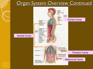 Organ System Overview Continued Thoracic Cavity Abdominal Cavity Ventral Cavity Dorsal Cavity Picture from Human Biology by Sylvia S. Mader Page 77 