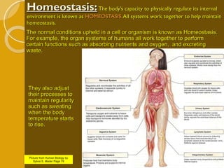 Homeostasis:   The body’s capacity to physically regulate its internal environment is known as  HOMEOSTASIS . All systems work together to help maintain homeostasis. The normal conditions upheld in a cell or organism is known as Homeostasis. For example, the organ systems of humans all work together to perform certain functions such as absorbing nutrients and oxygen,  and excreting waste.  Picture from Human Biology by Sylvia S. Mader Page 79 They also adjust their processes to maintain regularity such as sweating when the body temperature starts to rise. 