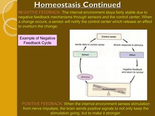 Homeostasis Continued NEGATIVE FEEDBACK:  The internal environment stays fairly stable due to negative feedback mechanisms through sensors and the control center. When a change occurs, a sensor will notify the control center which release an effect to overturn the change. POSITIVE FEEDBACK:  When the internal environment senses stimulation from nerve impulses, the brain sends positive signals to not only keep the stimulation going, but to make it stronger. Example of Negative Feedback Cycle 