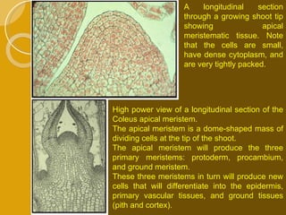 A longitudinal section through a growing shoot tip showing apical meristematic tissue. Note that the cells are small, have dense cytoplasm, and are very tightly packed. High power view of a longitudinal section of the Coleus apical meristem.  The apical meristem is a dome-shaped mass of dividing cells at the tip of the shoot.  The apical meristem will produce the three primary meristems: protoderm, procambium, and ground meristem.  These three meristems in turn will produce new cells that will differentiate into the epidermis, primary vascular tissues, and ground tissues (pith and cortex).  