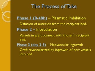 The Process of Take Phase 1 (0-48h)  – Plasmatic Imbibition Diffusion of nutrition from the recipient bed .  Phase 2 –  Inosculation Vessels in graft connect with those in recipient bed. Phase 3 (day 3-5)  – Neovascular Ingrowth Graft revascularized by ingrowth of new vessels into bed. 