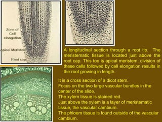 A longitudinal section through a root tip.  The meristematic tissue is located just above the root cap. This too is apical meristem; division of these cells followed by cell elongation results in the root growing in length. It is a cross section of a dicot stem.  Focus on the two large vascular bundles in the center of the slide.  The xylem tissue is stained red.  Just above the xylem is a layer of meristematic tissue, the vascular cambium. The phloem tissue is found outside of the vascular cambium. 