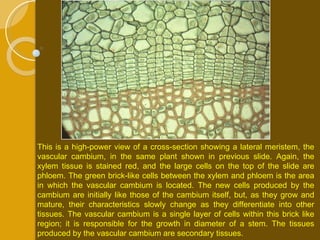 This is a high-power view of a cross-section showing a lateral meristem, the vascular cambium, in the same plant shown in previous slide. Again, the xylem tissue is stained red, and the large cells on the top of the slide are phloem. The green brick-like cells between the xylem and phloem is the area in which the vascular cambium is located. The new cells produced by the cambium are initially like those of the cambium itself, but, as they grow and mature, their characteristics slowly change as they differentiate into other tissues. The vascular cambium is a single layer of cells within this brick like region; it is responsible for the growth in diameter of a stem. The tissues produced by the vascular cambium are secondary tissues. 