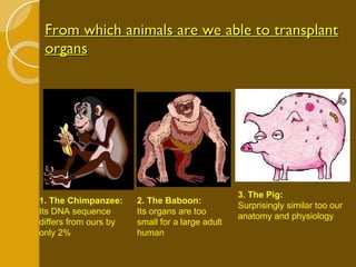 From which animals are we able to transplant organs 1. The Chimpanzee: Its DNA sequence differs from ours by only 2% 2. The Baboon: Its organs are too small for a large adult human 3. The Pig: Surprisingly similar too our anatomy and physiology 