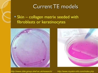 Current TE models Skin – collagen matrix seeded with fibroblasts or keratinocytes http://www.cbte.group.shef.ac.uk/research/ http://www.myskin-info.com/index.php Myskin™ 