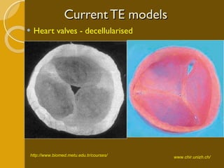 Current TE models Heart valves - decellularised http://www.biomed.metu.edu.tr/courses/ www.chir.unizh.ch/ 