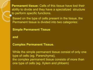 Permanent tissue:  Cells of this tissue have lost their ability to divide and they have a specialized  structure to perform specific functions. Based on the type of cells present in the tissue, the Permanent tissue is divided into two categories: Simple Permanent Tissue  and  Complex Permanent Tissue. While the simple permanent tissue consist of only one type of cells (eg. Parenchyma),  the complex permanent tissue consists of more than one type of cells (eg. Xylem and phloem) 
