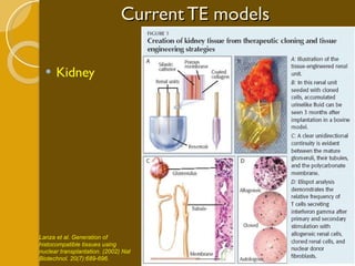Current TE models Kidney Lanza et al. Generation of histocompatible tissues using nuclear transplantation. (2002) Nat Biotechnol. 20(7):689-696.  