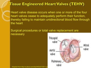 Tissue Engineered Heart Valves (TEHV) Heart valve disease occurs when one or more of the four heart valves cease to adequately perform their function, thereby failing to maintain unidirectional blood flow through the heart Surgical procedures or total valve replacement are necessary  Adapted from http://z.about.com/d/p/440/e/f/19011.jpg 