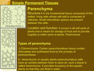Types of parenchyma : i) Chlorenchyma :Certain parenchymatous tissue contain chloroplast and synthesize food by the process of photosynthesis. ii)  Aerenchyma: In aquatic plants parenchymatous cells have air cavities between them to store air, such a tissue is called Aerenchyma. It provides buoyancy to the aquatic plants so that they can float in water. Simple Permanent Tissues Parenchyma Structure :It is the fundamental tissue composed of thin walled, living cells whose cell wall is composed of cellulose. Small intercellular spaces are present between the cells. Location and function : It occurs in all soft parts of plants and is meant for storage of food and to provide turgidity to softer parts of plants. Parenchyma  