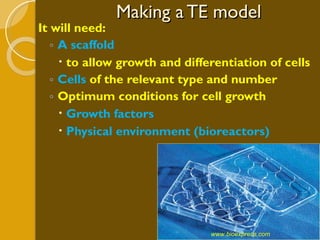 Making a TE model It will need: A scaffold  to allow growth and differentiation of cells Cells  of the relevant type and number Optimum conditions for cell growth Growth factors Physical environment (bioreactors) www.bioexpress.com  