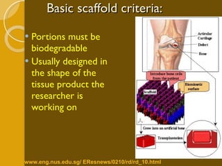 Basic scaffold criteria: Portions must be biodegradable Usually designed in the shape of the tissue product the researcher is working on www.eng.nus.edu.sg/ EResnews/0210/rd/rd_10.html   