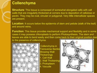 Collenchyma in Transverse Section Showing Wall Thickenings 1. Cell Wall 2. Wall Thickenings 3. Protoplasm 4. Vacuole  Collenchyma Structure : This tissue is composed of somewhat elongated cells with cell walls that are irregularly thickened at corners due to deposition of cellulose or pectin. They may be oval, circular or polygonal. Very little intercellular spaces are present. Location : It occurs below the epidermis of stem and petiole (stalk of the leaf) and around veins.  Function : This tissue provides mechanical support and flexibility and in some cases it may possess chloroplasts to perform Photosynthesis. The stem and leaves are able to bend easily and then come back to their original position due to the presence of collenchyma. 