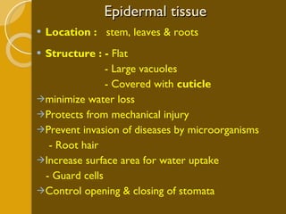 Epidermal tissue Location :  stem, leaves & roots Structure : -  Flat  - Large vacuoles - Covered with  cuticle  minimize water loss Protects from mechanical injury Prevent invasion of diseases by microorganisms - Root hair  Increase surface area for water uptake - Guard cells Control opening & closing of stomata  