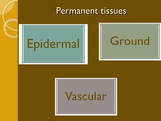 Permanent tissues 