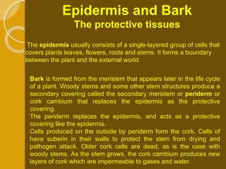 Epidermis and Bark The protective tissues The  epidermis  usually consists of a single-layered group of cells that covers plants leaves, flowers, roots and stems. It forms a boundary between the plant and the external world. Bark  is formed from the meristem that appears later in the life cycle of a plant. Woody stems and some other stem structures produce a secondary covering called the secondary meristem or  periderm  or cork cambium that replaces the epidermis as the protective covering. The periderm replaces the epidermis, and acts as a protective covering like the epidermis.  Cells produced on the outside by periderm form the cork. Cells of have suberin in their walls to protect the stem from drying and pathogen attack. Older cork cells are dead, as is the case with woody stems. As the stem grows, the cork cambium produces new layers of cork which are impermeable to gases and water. 