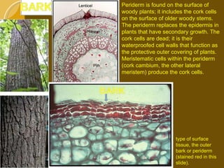 Periderm is found on the surface of woody plants; it includes the cork cells on the surface of older woody stems. The periderm replaces the epidermis in plants that have secondary growth. The cork cells are dead; it is their waterproofed cell walls that function as the protective outer covering of plants. Meristematic cells within the periderm (cork cambium, the other lateral meristem) produce the cork cells. type of surface tissue, the outer bark or periderm (stained red in this slide).  