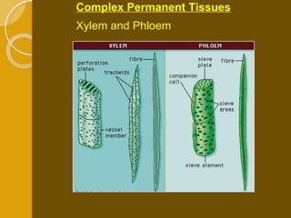 Complex Permanent Tissues Xylem and Phloem 