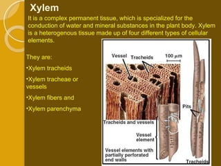 They are:  Xylem tracheids Xylem tracheae or vessels Xylem fibers and Xylem parenchyma Xylem It is a complex permanent tissue, which is specialized for the conduction of water and mineral substances in the plant body. Xylem is a heterogenous tissue made up of four different types of cellular elements.  