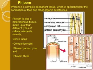 Phloem is also a heterogenous tissue, made up of four different types of cellular elements, namely,  Sieve tubes Companion cells Phloem parenchyma and Phloem fibres Phloem is a complex permanent tissue, which is specialized for the conduction of food and other organic substances.  Phloem 