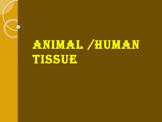 animal /human tissue 