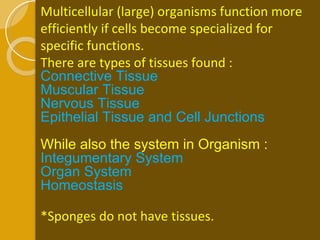 Multicellular (large) organisms function more efficiently if cells become specialized for specific functions. There are types of tissues found :  Connective Tissue Muscular Tissue Nervous Tissue Epithelial Tissue and Cell Junctions While also the system in Organism : Integumentary System Organ System Homeostasis *Sponges do not have tissues. 