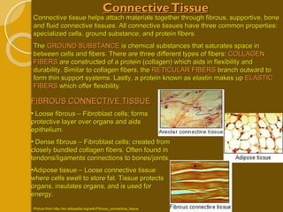 Connective Tissue Connective tissue helps attach materials together through fibrous, supportive, bone and fluid connective tissues. All connective tissues have three common properties: specialized cells, ground substance, and protein fibers.  The  GROUND SUBSTANCE  is chemical substances that saturates space in between cells and fibers. There are three different types of fibers:  COLLAGEN FIBERS  are constructed of a protein (collagen) which aids in flexibility and durability. Similar to collagen fibers, the  RETICULAR FIBERS  branch outward to form thin support systems. Lastly, a protein known as elastin makes up  ELASTIC FIBERS  which offer flexibility. FIBROUS CONNECTIVE TISSUE Loose fibrous – Fibroblast cells; forms protective layer over organs and aids epithelium. Dense fibrous – Fibroblast cells; created from closely bundled collagen fibers. Often found in tendons/ligaments connections to bones/joints. Adipose tissue – Loose connective tissue where cells swell to store fat. Tissue protects organs, insulates organs, and is used for energy. Picture from http://en.wikipedia.org/wiki/Fibrous_connective_tissue 