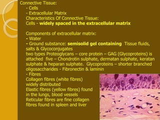 Connective Tissue: - Cells - Extracellular Matrix Characteristics Of Connective Tissue:  Cells -  widely spaced in the extracellular matrix Components of extracellular matrix:  -  Water  -  Ground substance:  semisolid gel   containing  Tissue fluids, salts & Glycoconjugates  two types Proteoglycans – core protein – GAG (Glycoproteins) is attached  five – Chondrotin sulphate, dermatan sulphate, keratan sulphate & heparan sulphate.  Glycoproteins – shorter branched oligosaccharides - Fibronectin & laminin - Fibres Collagen fibres (white fibres)  widely distributed Elastic fibres (yellow fibres) found  in the lungs, blood vessels  Reticular fibres are fine collagen  fibres found in spleen and liver  