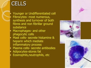 CELLS Younger or Undifferentiated cell  Fibrocytes- most numerous, synthesis and turnover of both fibres and non fibrillar ground substance Macrophages- and other phagocytic cells  Mast cells- secrete histamine & heparin which mediate inflammatory process  Plasma cells- secrete antibodies  Adipocytes-stores fat Eosinophils,neutrophils, etc 