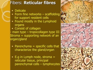 Fibers:  Reticular fibres Delicate  Form fine networks – scaffolding  for support resident cells Found mostly in the Lymphoid organs  Consist of collagen  - main type – tropocollagen type III  Stroma = supporting network of an organ/gland Parenchyma = specific cells that characterize the gland/organ E.g in Lymph node, stroma = reticular tissue, principal parenchymal cells – lymphocytes 