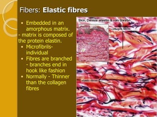 Fibers:  Elastic fibres Embedded in an amorphous matrix.  - matrix is composed of the protein elastin.  Microfibrils- individual Fibres are branched - branches end in hook like fashion Normally - Thinner than the collagen fibres 