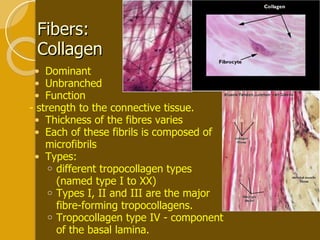 Fibers: Collagen Dominant  Unbranched Function  - strength to the connective tissue. Thickness of the fibres varies Each of these fibrils is composed of microfibrils Types: different tropocollagen types (named type I to XX) Types I, II and III are the major fibre-forming tropocollagens. Tropocollagen type IV - component of the basal lamina.   