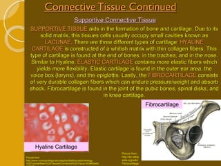 Connective Tissue Continued SUPPORTIVE TISSUE  aids in the formation of bone and cartilage. Due to its solid matrix, this tissues cells usually occupy small cavities known as  LACUNAE . There are three different types of cartilage:  HYALINE CARTILAGE  is constructed of a whitish matrix with thin collagen fibers. This type of cartilage is found at the end of bones, in the trachea, and in the nose. Similar to Hyaline,  ELASTIC CARTILAGE  contains more elastic fibers which yields more flexibility. Elastic cartilage is found in the outer ear area, the voice box (larynx), and the epiglottis. Lastly, the  FIBROCARTILAGE  consists of very durable collagen fibers which can endure pressure/weight and absorb shock. Fibrocartilage is found in the joint of the pubic bones, spinal disks, and in knee cartilage. Picture from http://en.wikipedia.org/wiki/Fibrocartilage Supportive Connective Tissue Fibrocartilage Hyaline Cartilage Picture from http://www.victoriacollege.edu/dept/bio/Belltutorials/Histology%20Tutorial/Basic%20Tissues/Connective%20Tissue.html#Elastic%20CT 