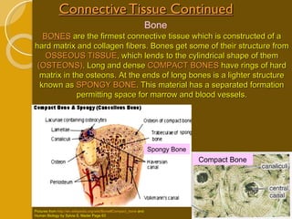 Connective Tissue Continued BONES  are the firmest connective tissue which is constructed of a hard matrix and collagen fibers. Bones get some of their structure from  OSSEOUS TISSUE , which lends to the cylindrical shape of them  (OSTEONS) . Long and dense  COMPACT BONES  have rings of hard matrix in the osteons. At the ends of long bones is a lighter structure known as  SPONGY BONE . This material has a separated formation permitting space for marrow and blood vessels. Bone Pictures from  http://en.wikipedia.org/wiki/Bone#Compact_bone  and Human Biology by Sylvia S. Mader Page 63 Spongy Bone Compact Bone 