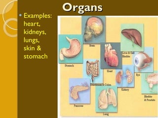 Organs Examples: heart, kidneys, lungs,  skin & stomach 