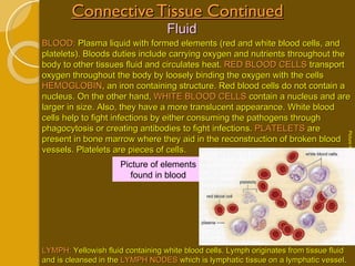 Connective Tissue Continued Fluid BLOOD:  Plasma liquid with formed elements (red and white blood cells, and platelets). Bloods duties include carrying oxygen and nutrients throughout the body to other tissues fluid and circulates heat.  RED BLOOD CELLS  transport oxygen throughout the body by loosely binding the oxygen with the cells  HEMOGLOBIN ,   an iron containing structure. Red blood cells do not contain a nucleus. On the other hand,  WHITE BLOOD CELLS  contain a nucleus and are larger in size. Also, they have a more translucent appearance. White blood cells help to fight infections by either consuming the pathogens through phagocytosis or creating antibodies to fight infections.  PLATELETS  are present in bone marrow where they aid in the reconstruction of broken blood vessels. Platelets are pieces of cells. LYMPH:  Yellowish fluid containing white blood cells. Lymph originates from tissue fluid and is cleansed in the  LYMPH NODES  which is lymphatic tissue on a lymphatic vessel. Picture of elements found in blood Picture from Human Biology by Sylvia S. Mader page 64 