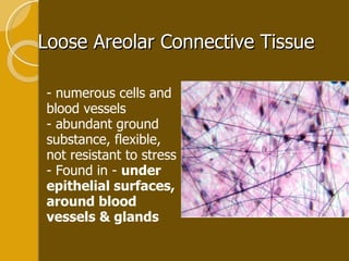 Loose Areolar Connective Tissue - numerous cells and blood vessels - abundant ground substance, flexible, not resistant to stress - Found in -  under epithelial surfaces, around blood vessels & glands 