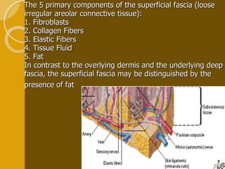 The 5 primary components of the superficial fascia (loose irregular areolar connective tissue):  1. Fibroblasts 2. Collagen Fibers 3. Elastic Fibers 4. Tissue Fluid 5. Fat  In contrast to the overlying dermis and the underlying deep fascia, the superficial fascia may be distinguished by the presence of fat   