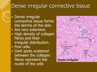Dense irregular connective tissue Dense irregular connective tissue forms the dermis of the skin.  Are very extensive.  High density of collagen fibres and their irregular distribution. Few cells. Dark spots scattered between the collagen fibres represent the nuclei of the cells  Dense irregular  