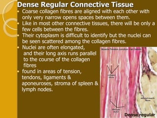 Dense Regular Connective Tissue Coarse collagen fibres are aligned with each other with only very narrow opens spaces between them.  Like in most other connective tissues, there will be only a few cells between the fibres.  Their cytoplasm is difficult to identify but the nuclei can be seen scattered among the collagen fibres.  Nuclei are often elongated,  and their long axis runs parallel to the course of the collagen  fibres found in areas of tension,  tendons, ligaments &  aponeuroses, stroma of spleen & lymph nodes. Dense regular  