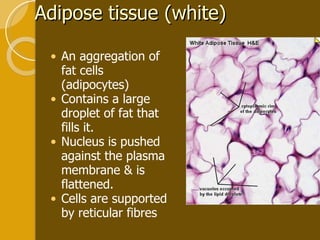 Adipose tissue (white) An aggregation of fat cells (adipocytes) Contains a large droplet of fat that fills it. Nucleus is pushed against the plasma membrane & is flattened. Cells are supported by reticular fibres 
